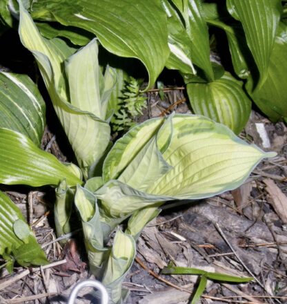 Guardian Spirit Hosta O.S. (Very Rare) (Single eye division being sold)
