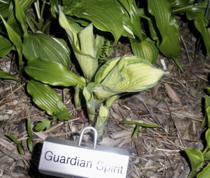Guardian Spirit Hosta O.S. (Very Rare) (Single eye division being sold) - Image 2