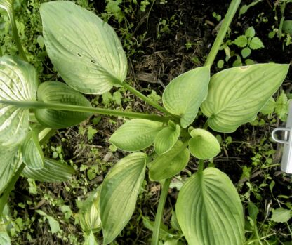 Guardian Spirit Hosta O.S. (Very Rare) (Single eye division being sold) - Image 4