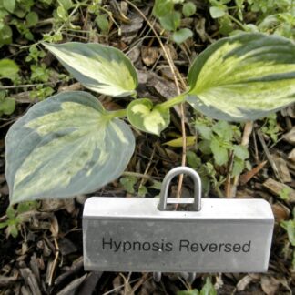 Hypnosis Reversed O.S.