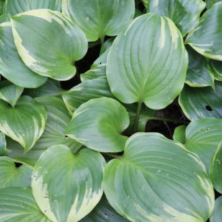 Peace and Quiet Hosta