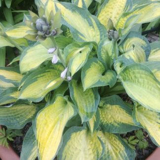 Pete's Passion Hosta
