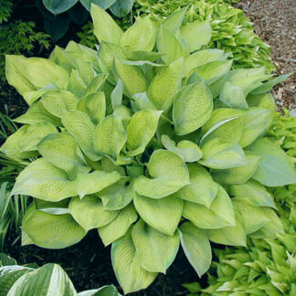 Rascal Hosta