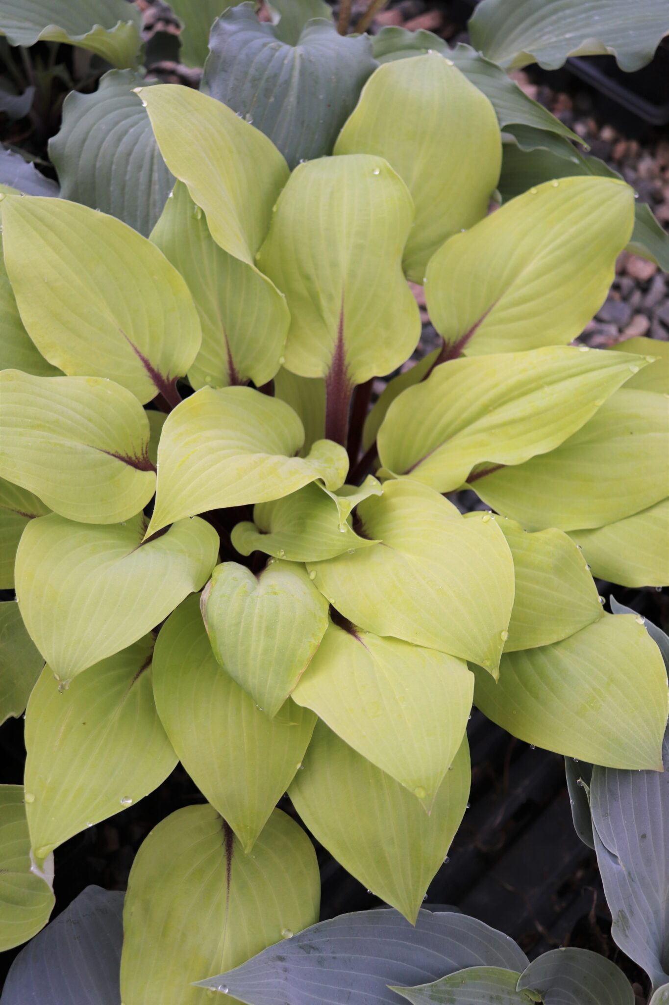 Rough Lemon Hosta – Hostas-Store