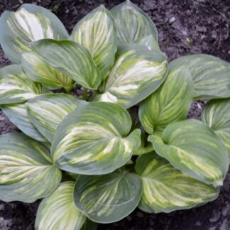 Seventh Heaven Hosta