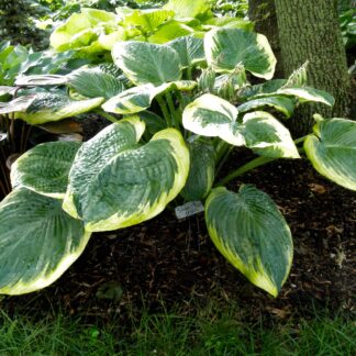 Stan the Man Hosta