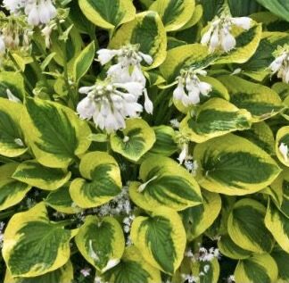 Tropical Storm Hosta