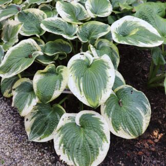 Victory Lap Hosta