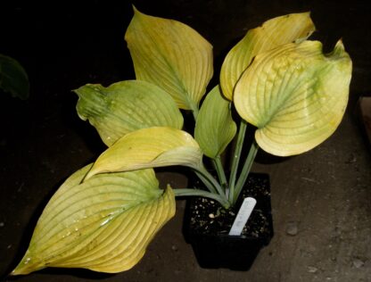 Waiting in Vein Hosta - Image 2