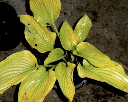 Waiting in Vein Hosta