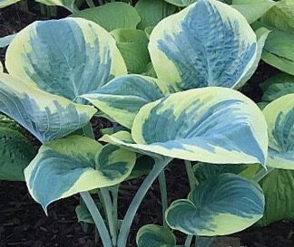 Eclipse of the Heart Hosta