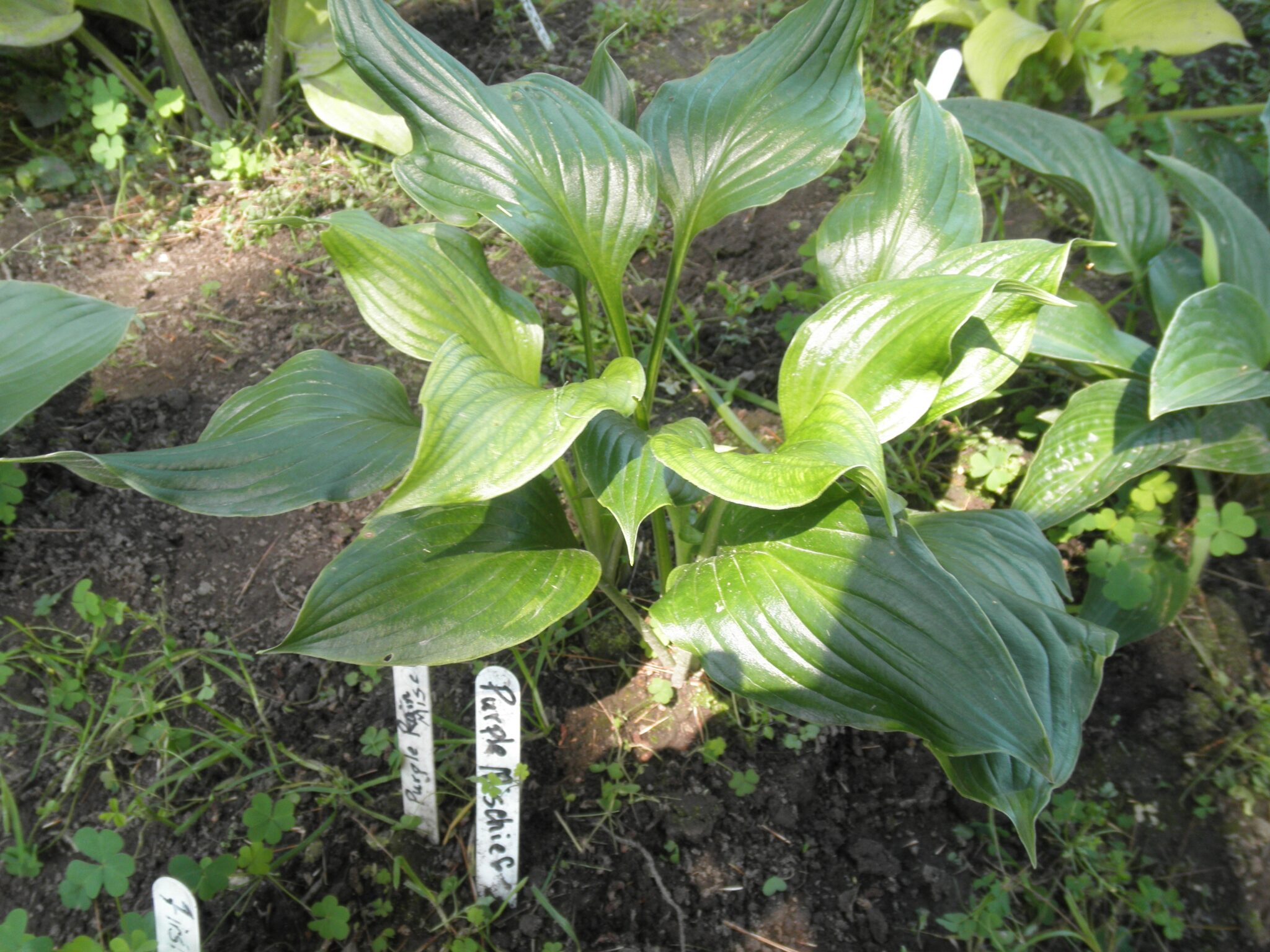 Purple Mischief Hosta O.S. HostasStore