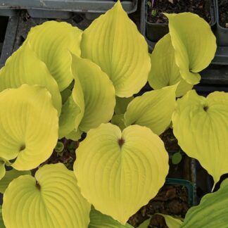 Chris' Tropical Sundown Hosta