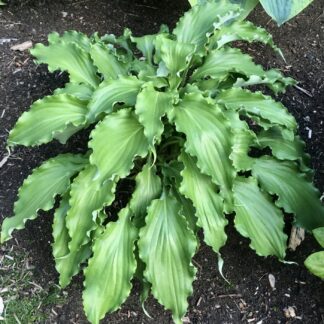 Unruly Child hosta