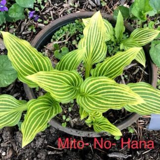25 Mito No Hana O.P. Seeds