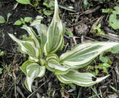 Bullfrog Hosta (single eye and 7 inch high plant being sold) - Image 3