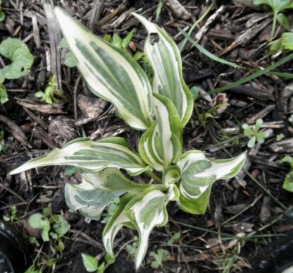 Bullfrog Hosta (single eye and 7 inch high plant being sold) - Image 5