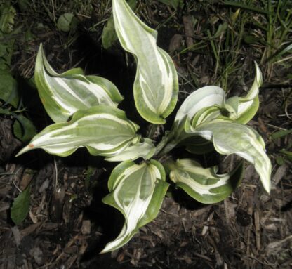 Bullfrog Hosta (single eye and 8 inch high plant being sold) - Image 3