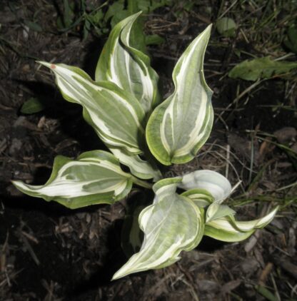 Bullfrog Hosta (single eye and 8 inch high plant being sold) - Image 4