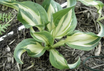 Bullfrog Hosta (single eye and 6 inch high plant being sold) - Image 4