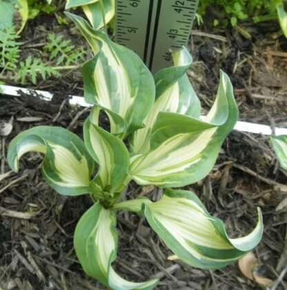 Bullfrog Hosta (single eye and 6 inch high plant being sold) - Image 3