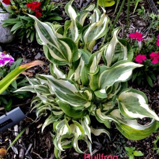 Bullfrog Hosta (single eye and 8 inch high plant being sold)