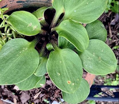 Little Redneck Hosta