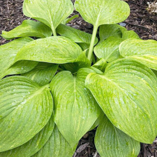 Mr. Mister Hosta