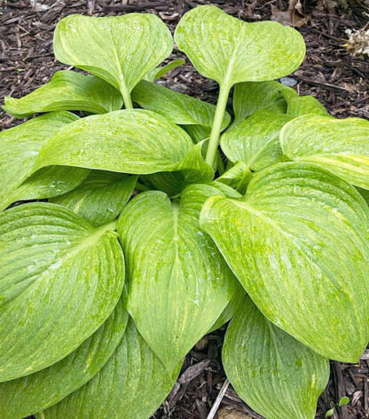 Mr. Mister Hosta