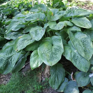 Riverboat Queen Hosta