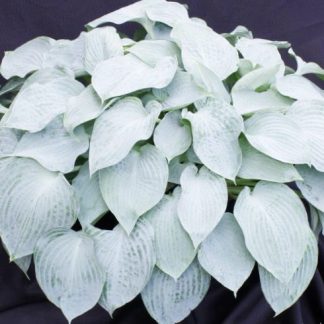 Silver Light Hosta