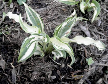 Bullfrog Hosta (single eye and  8 inch high plant being sold) - Image 3