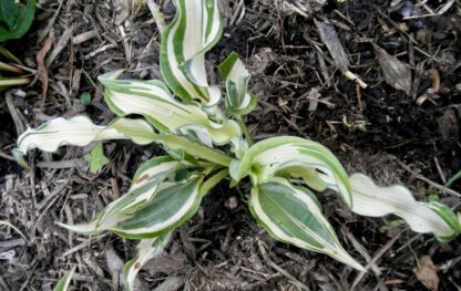 Bullfrog Hosta (single eye and  8 inch high plant being sold) - Image 4