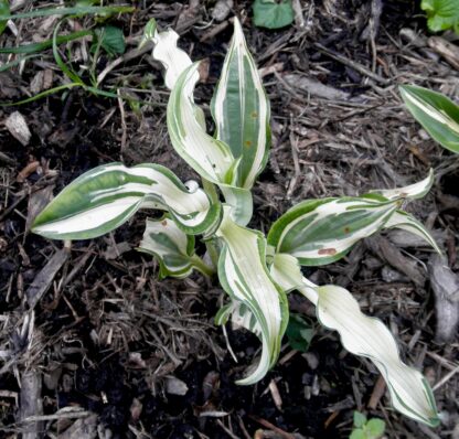 Bullfrog Hosta (single eye and  8 inch high plant being sold) - Image 5