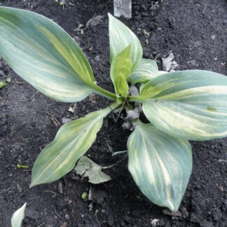 O.P. seedling. Kiwi Highlights Hosta (A)