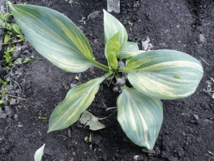 O.P. seedling. Kiwi Highlights Hosta (A)