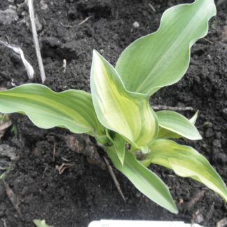 O.P. seedling. Pin Stripe Sister (A)