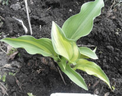 O.P. seedling. Pin Stripe Sister (A)