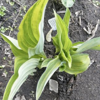 O.P. seedling. Kiwi Highlights Hosta (B)