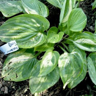 O.P. seedling. Flash Dance (A)