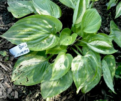O.P. seedling. Flash Dance (A)