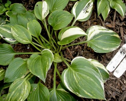 O.P. seedling. Flash Dance (E)