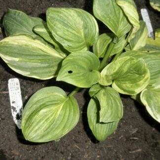O.P. seedling. Foxy Doxy Hosta (M)