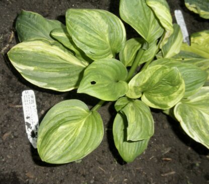 O.P. seedling. Foxy Doxy Hosta (M)