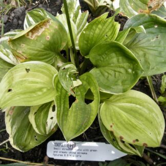 O.P. seedling. Monopoly (H)
