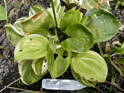 O.P. seedling. Monopoly (H)