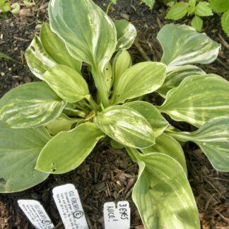 O.P. seedling. Kiwi Highlights Hosta (E)