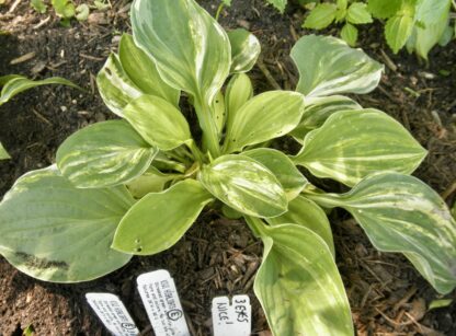 O.P. seedling. Kiwi Highlights Hosta (E)