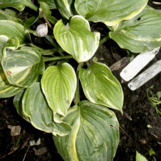 O.P. seedling. Monopoly (A)