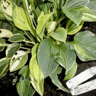 O.P. seedling. Monopoly (B)